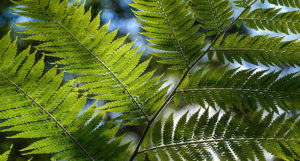 Bg ferns