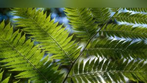 Background header img